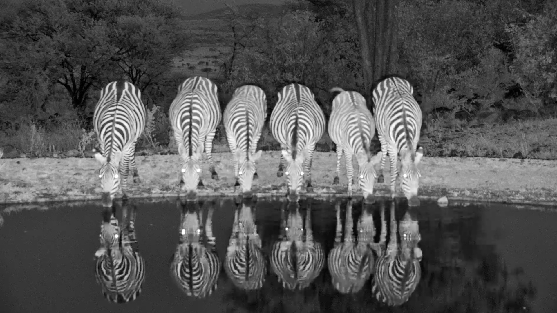 Stripe Line-Up! Zebras Take a Night Time Drink