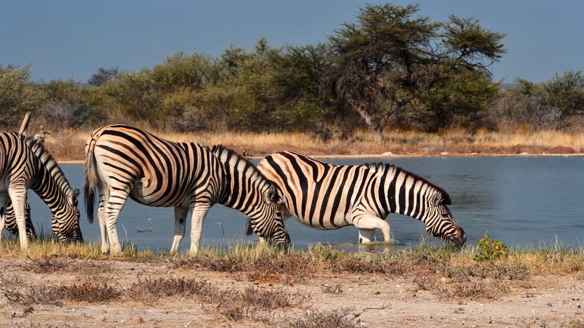 Up Close With Namibia's Most Beautiful Zebras