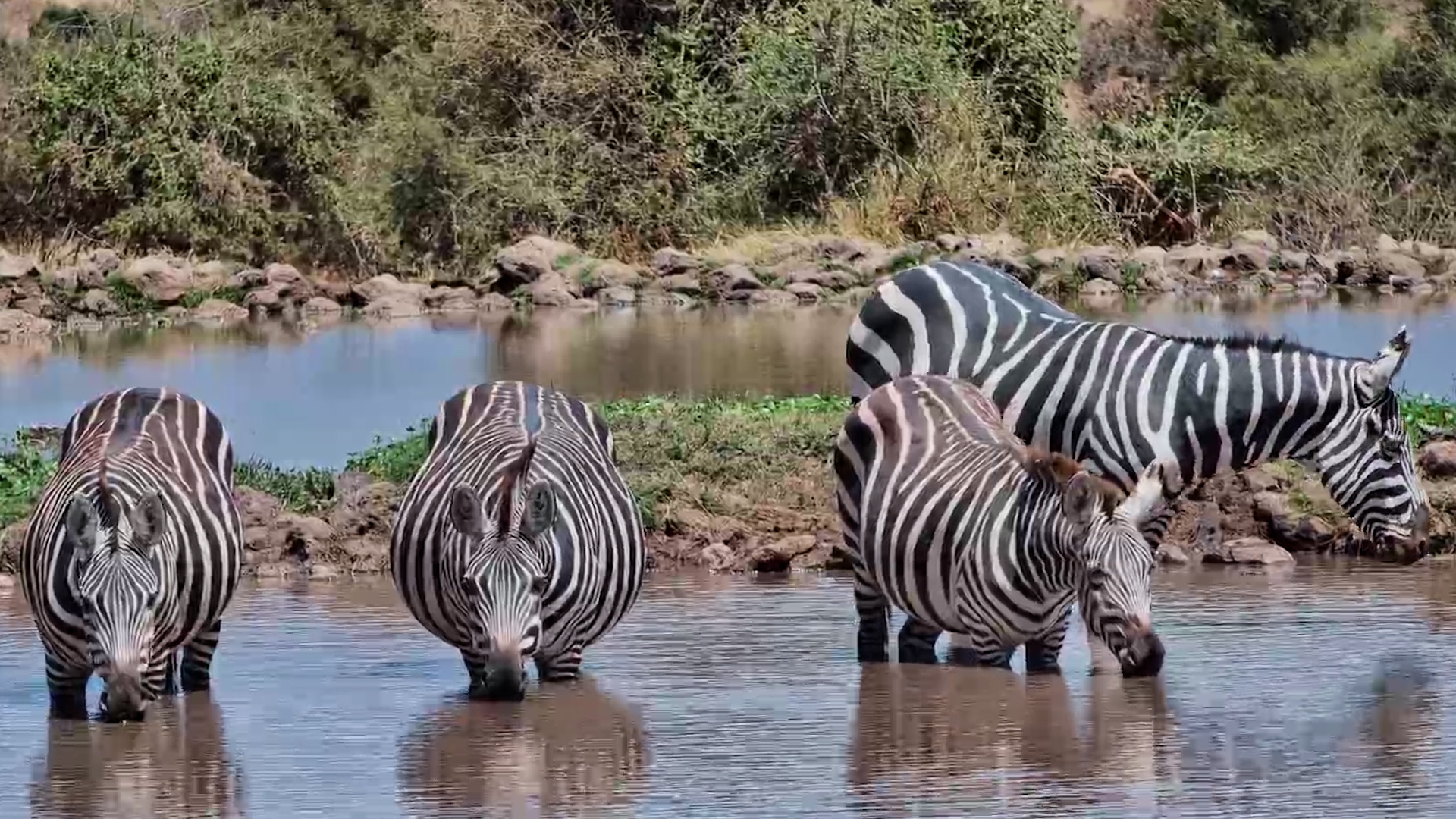 Which One Is Pregnant? Take Your Time..