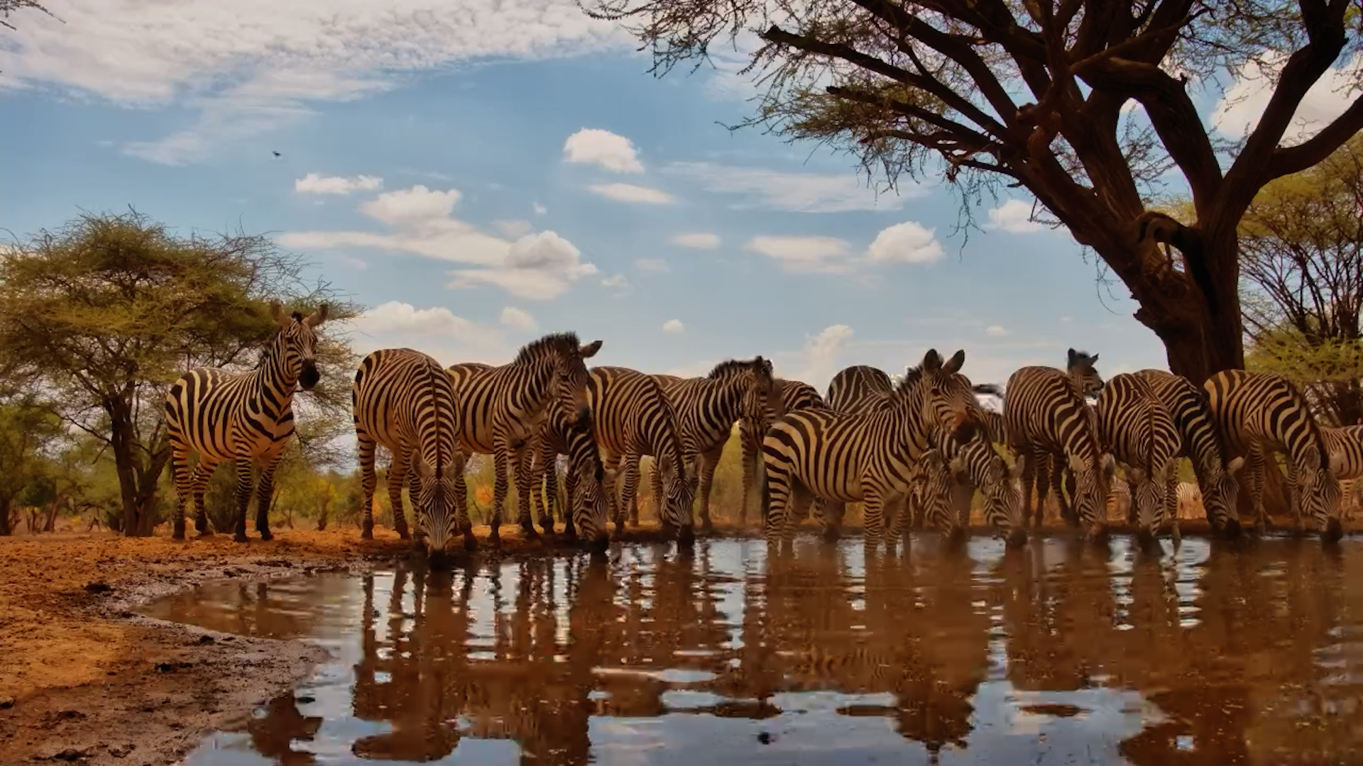 Zebras Stand Side by Side for a Drink
