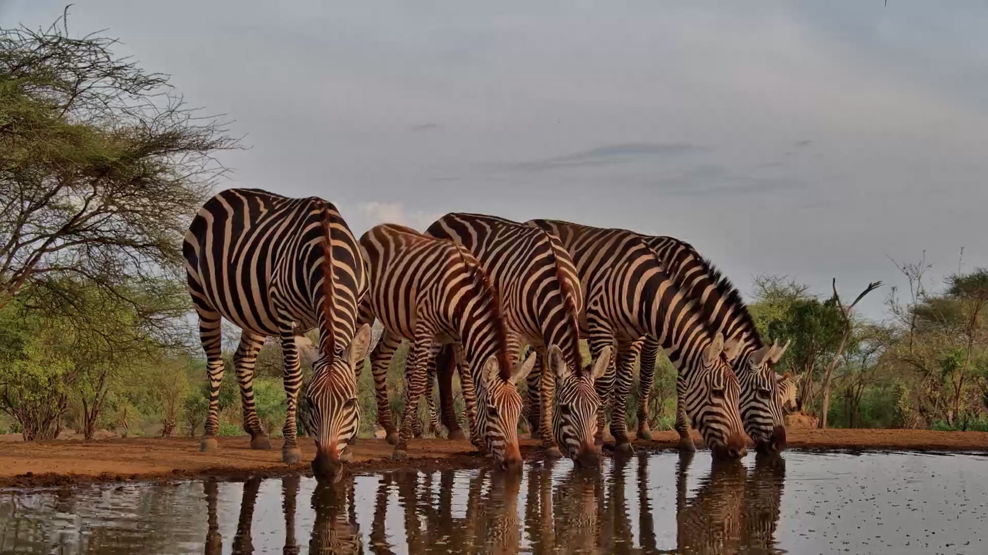 PANIC at the Waterhole! Zebra Foal Falls In!