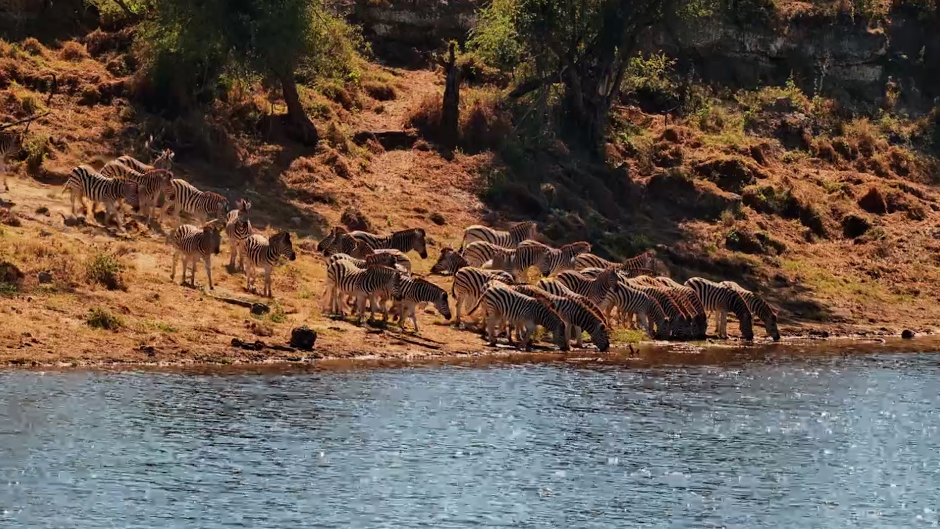Zebras Bolt Up the Bank