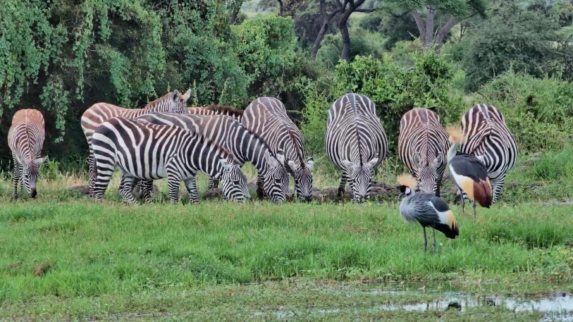 Thirsty Zebras & Their Babies Gather at the Waterhole!