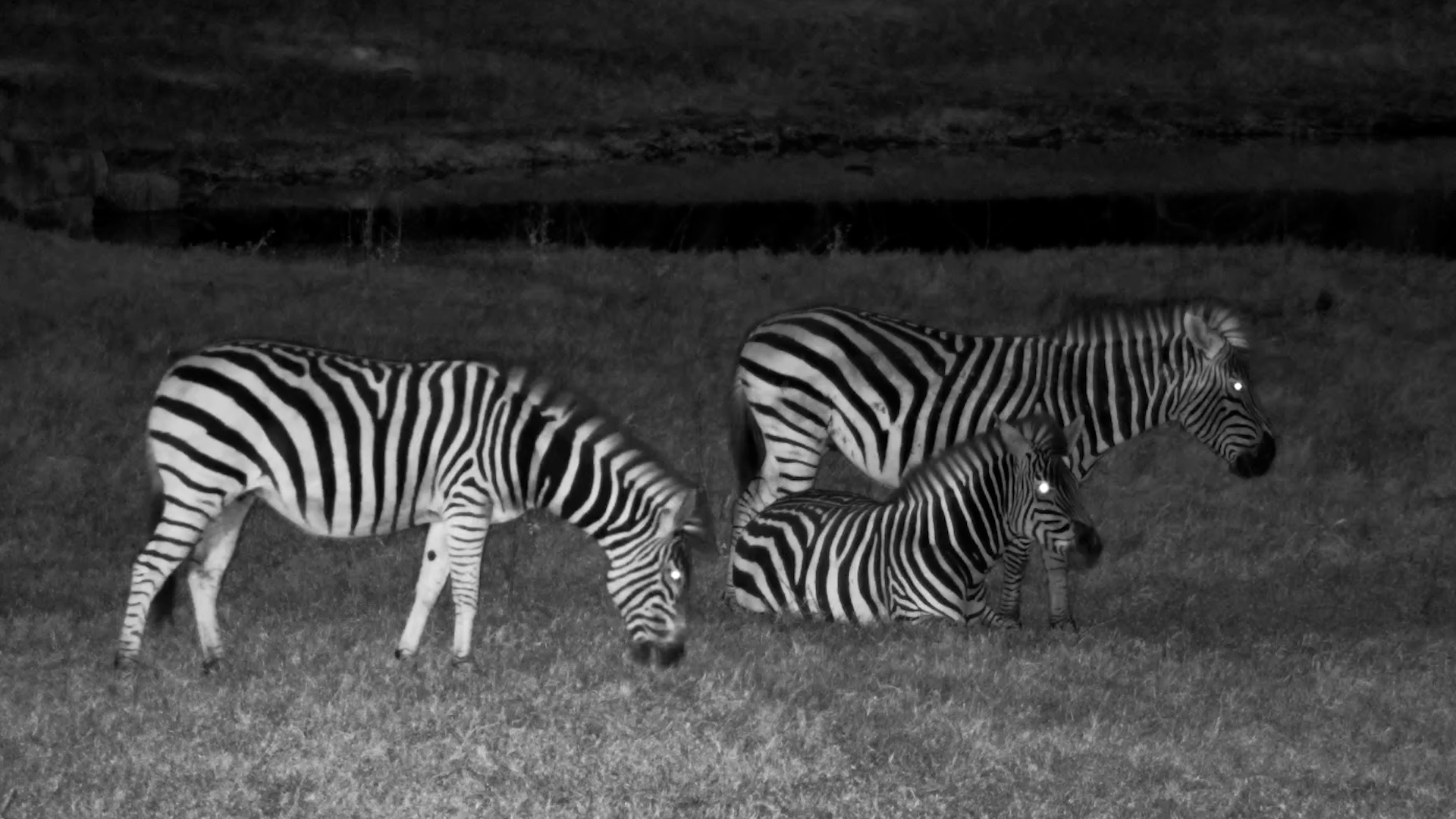 The Calm Side of Zebra Life