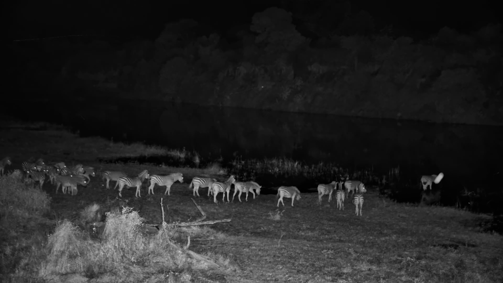 They Start Crossing Together… Then Panic Hits Half the Herd