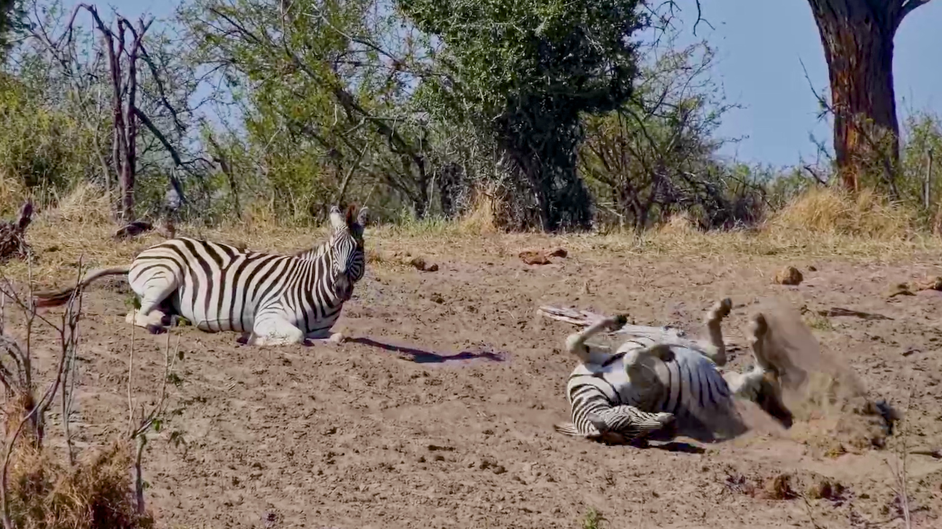 Zebras Couldn't Resist a Dust Bath