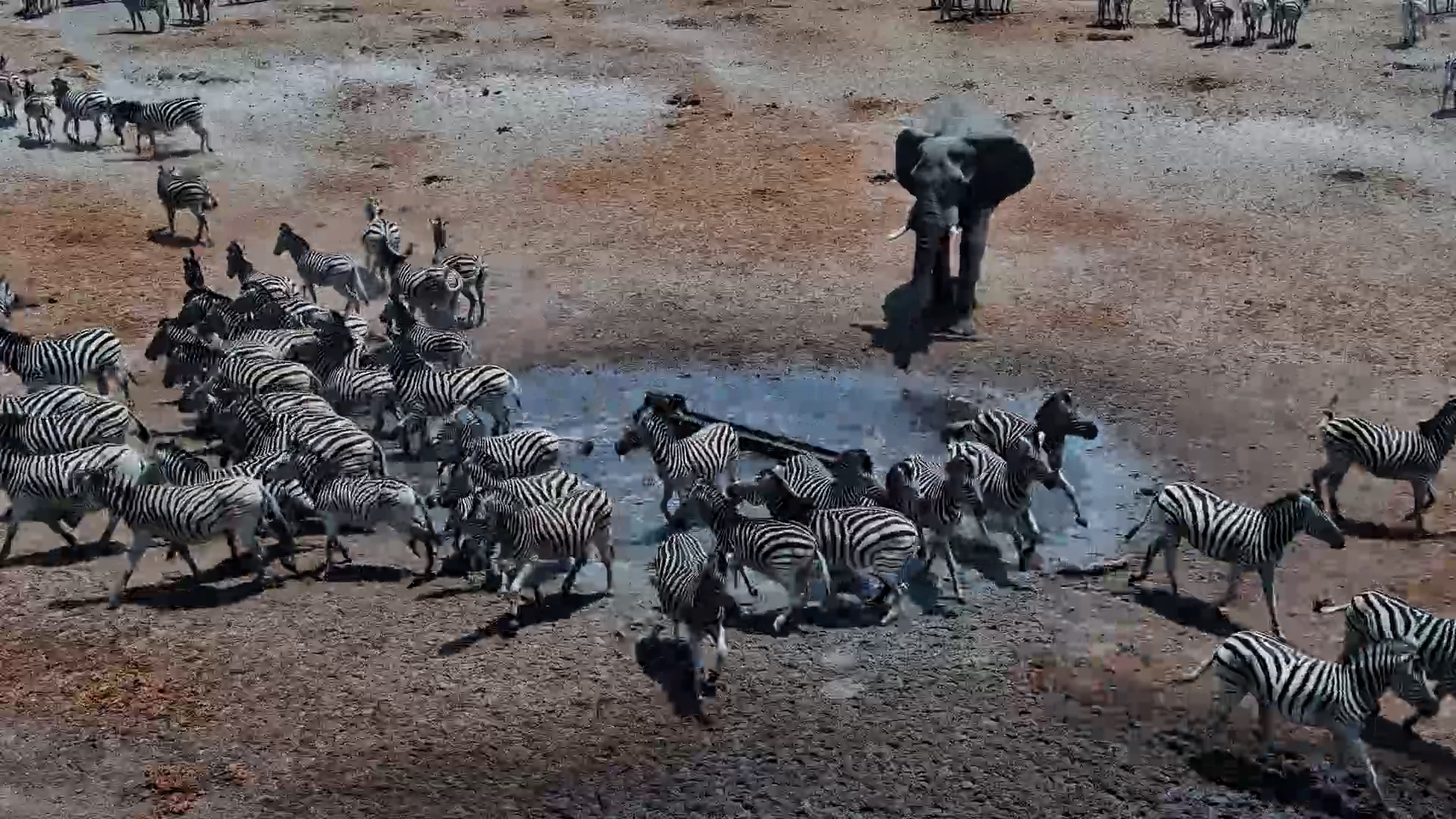 Elephant Parade Sends Zebras Running at Moela Waterhole