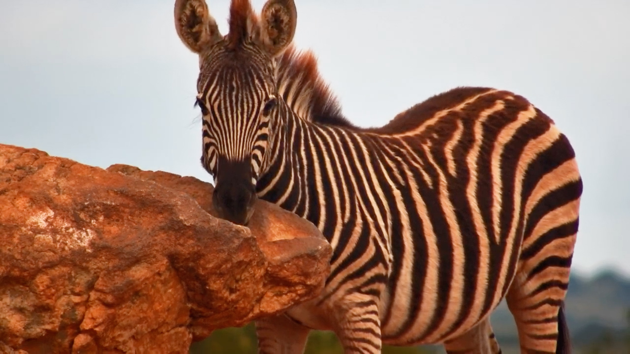 Zebra Foal Takes a Break for Some Self-Care