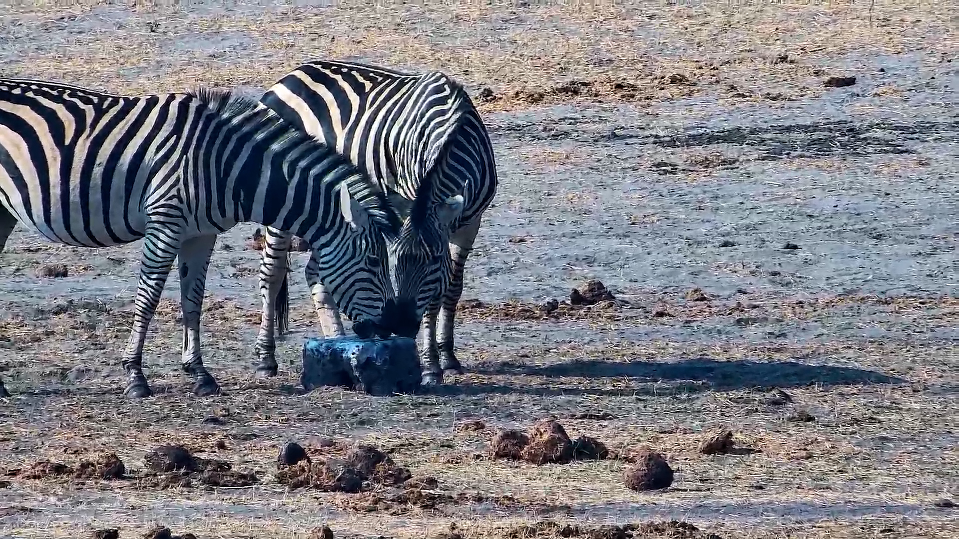 Zebras Share the Salt Block at Hwange Waterhole