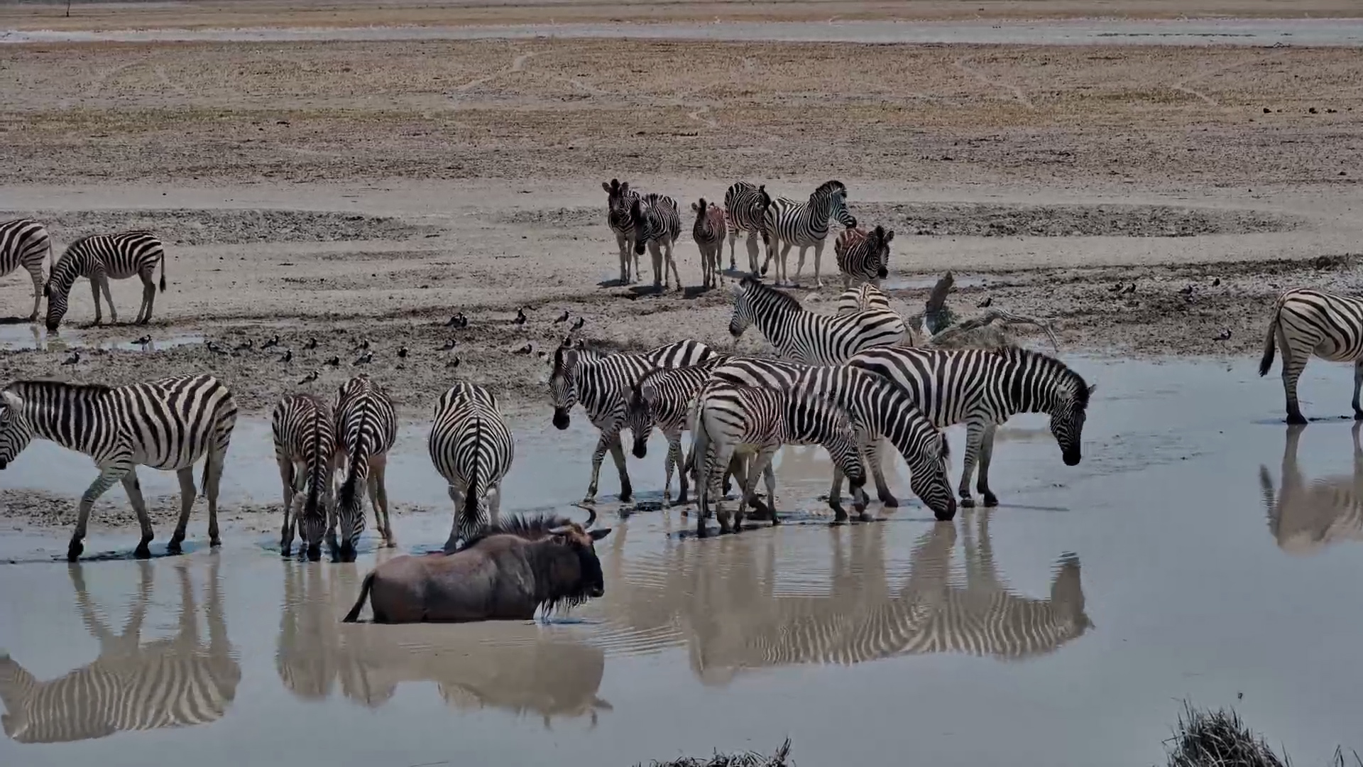 Zebras and Wildebeests Hydrate Side by Side
