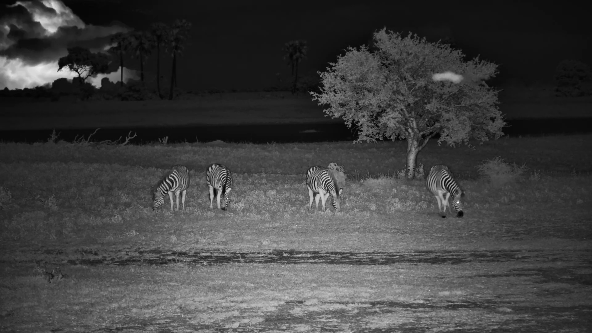 After Dark Snack Time