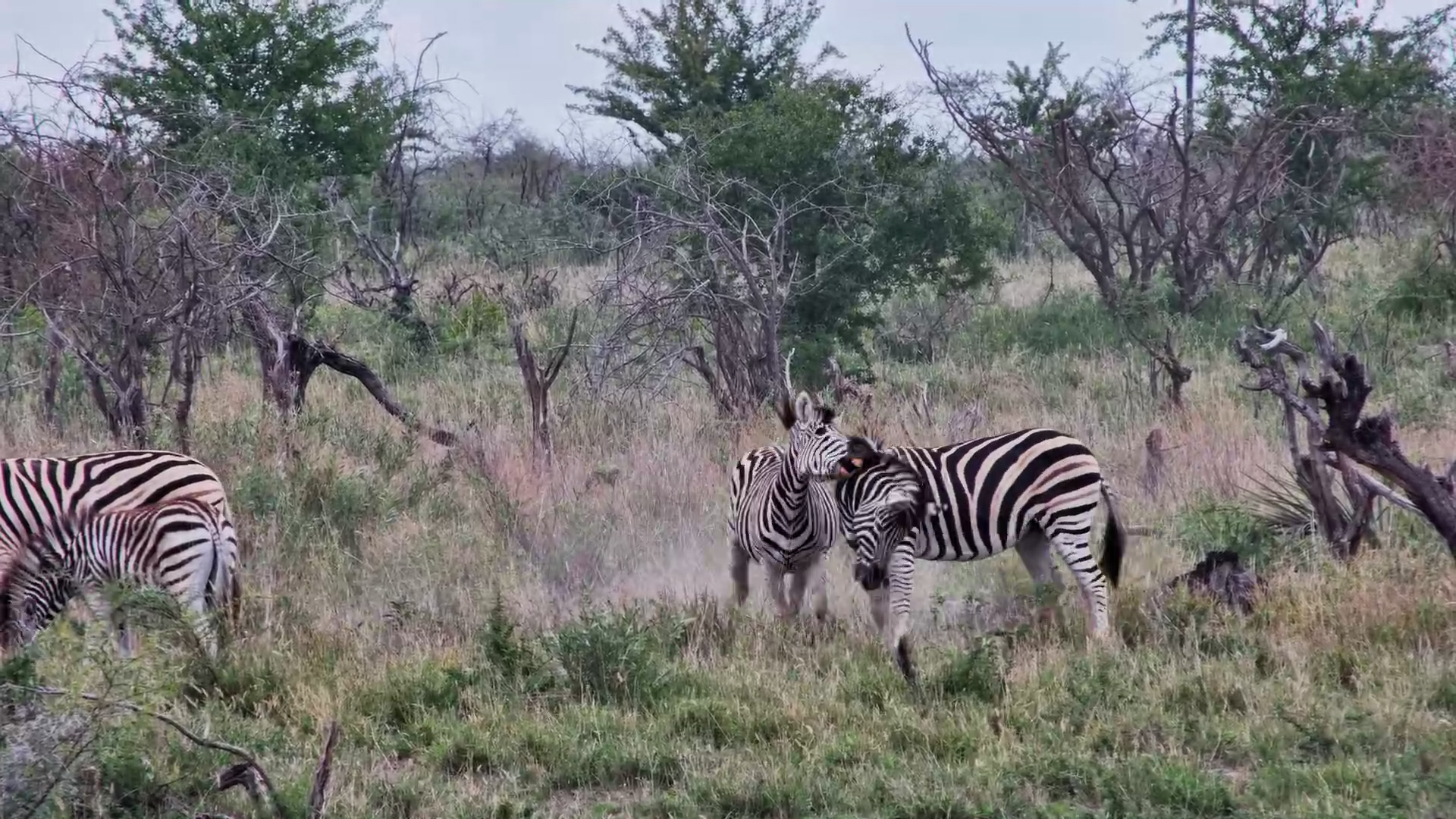 Clash of the Stallions: Zebra Sparring
