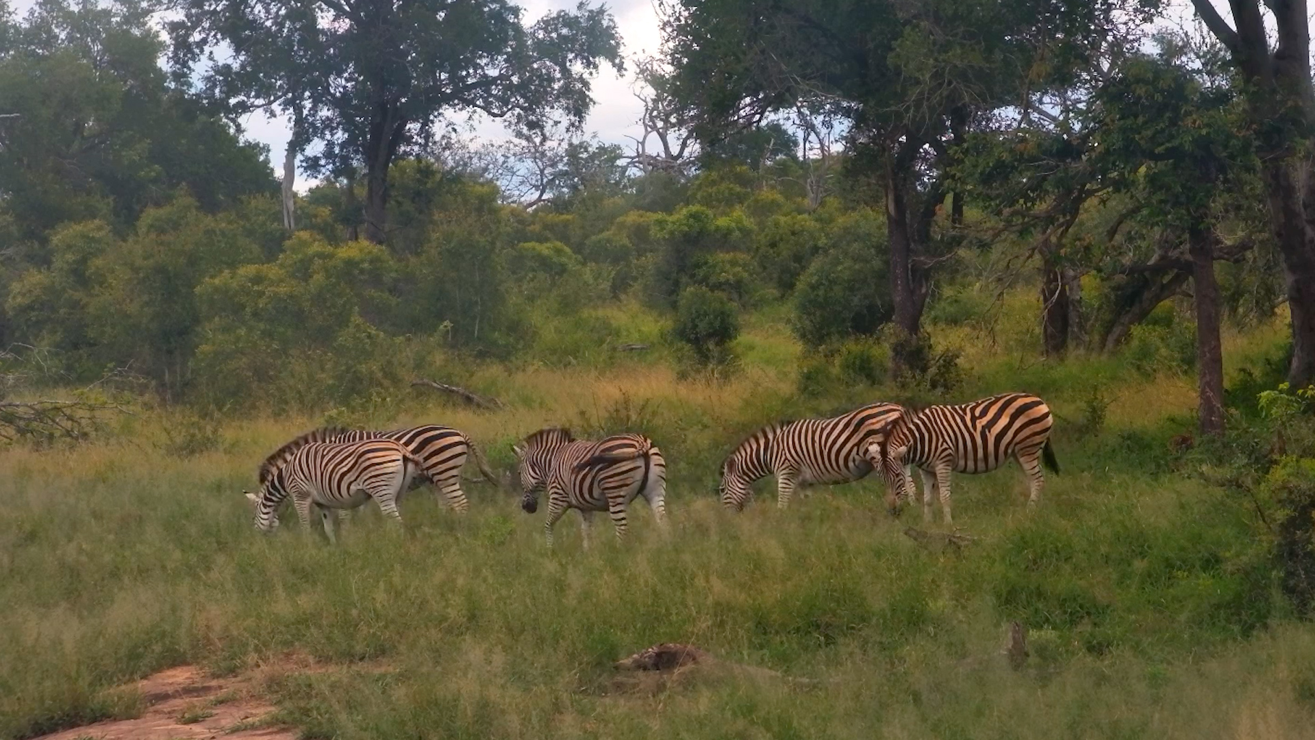 Zebras Grazing in the Wild