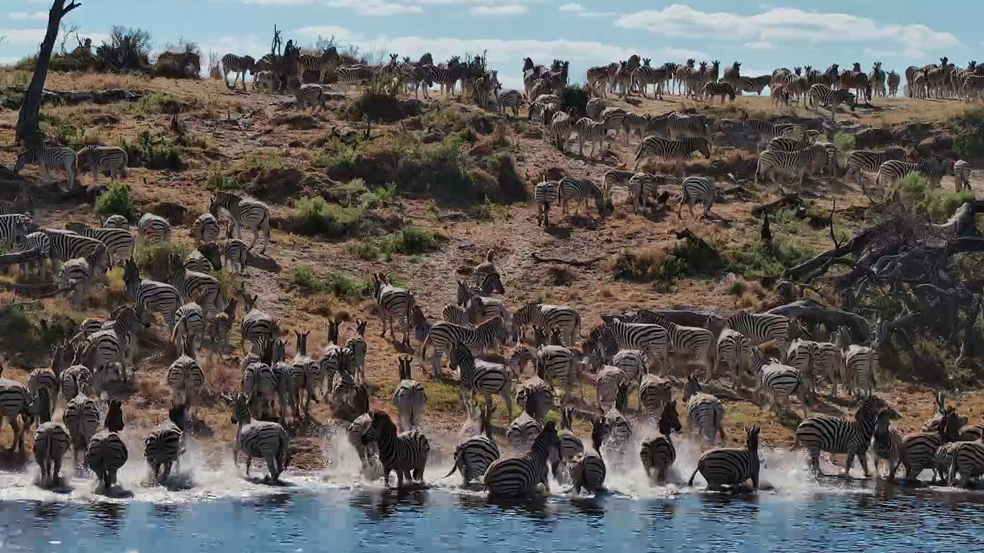 The Great Zebra Migration Is Underway