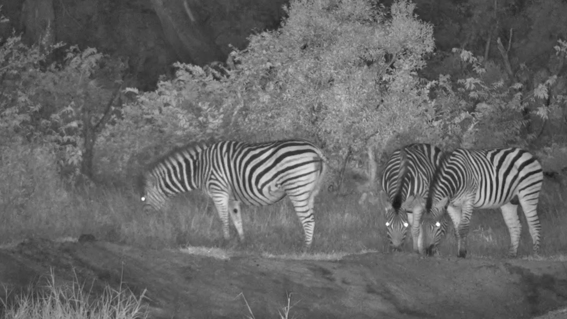 Zebras Wind Down by the Water