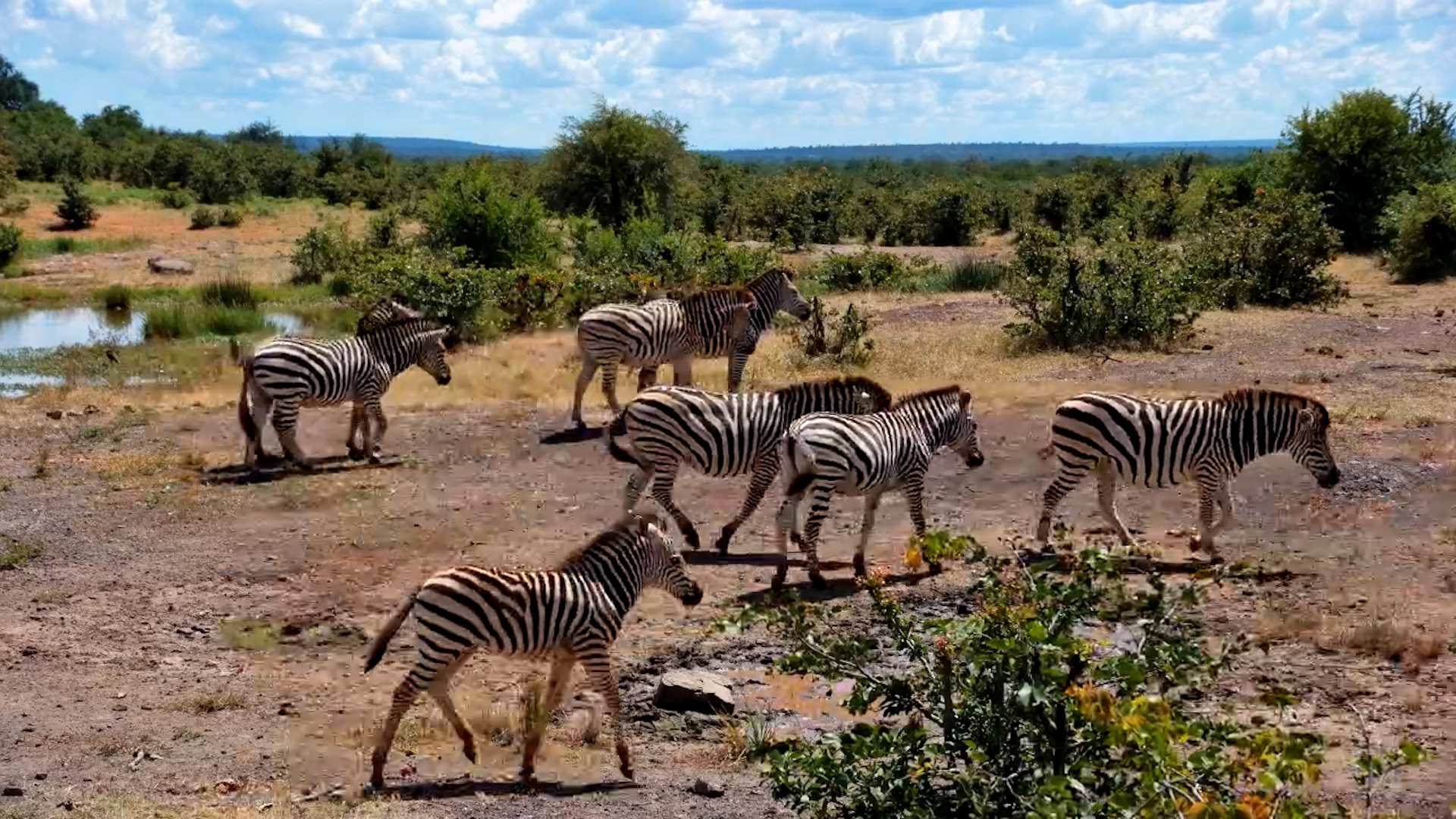 Zebra Herd at Vic Falls Waterhole