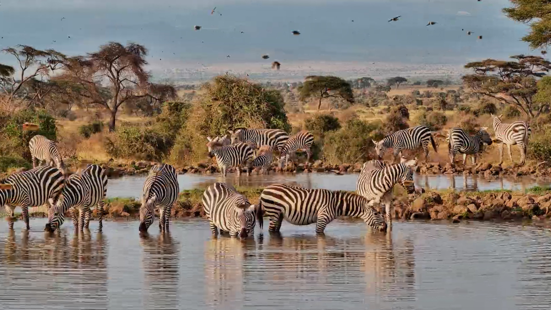 Zebras Started the Day Right