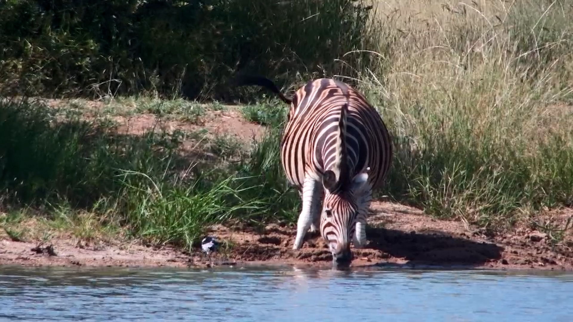Expecting Zebra Enjoys a Peaceful Drink