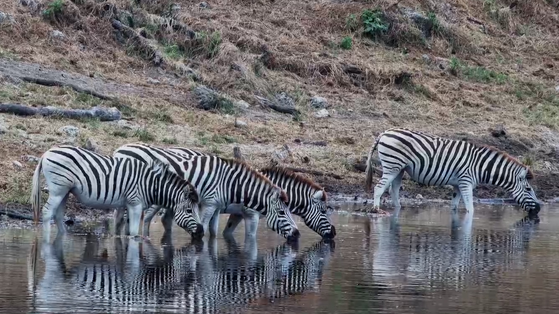 Zebras Never Ignore That Feeling
