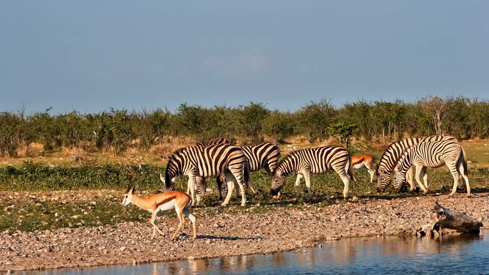 Zebra Herd Hydrating Together