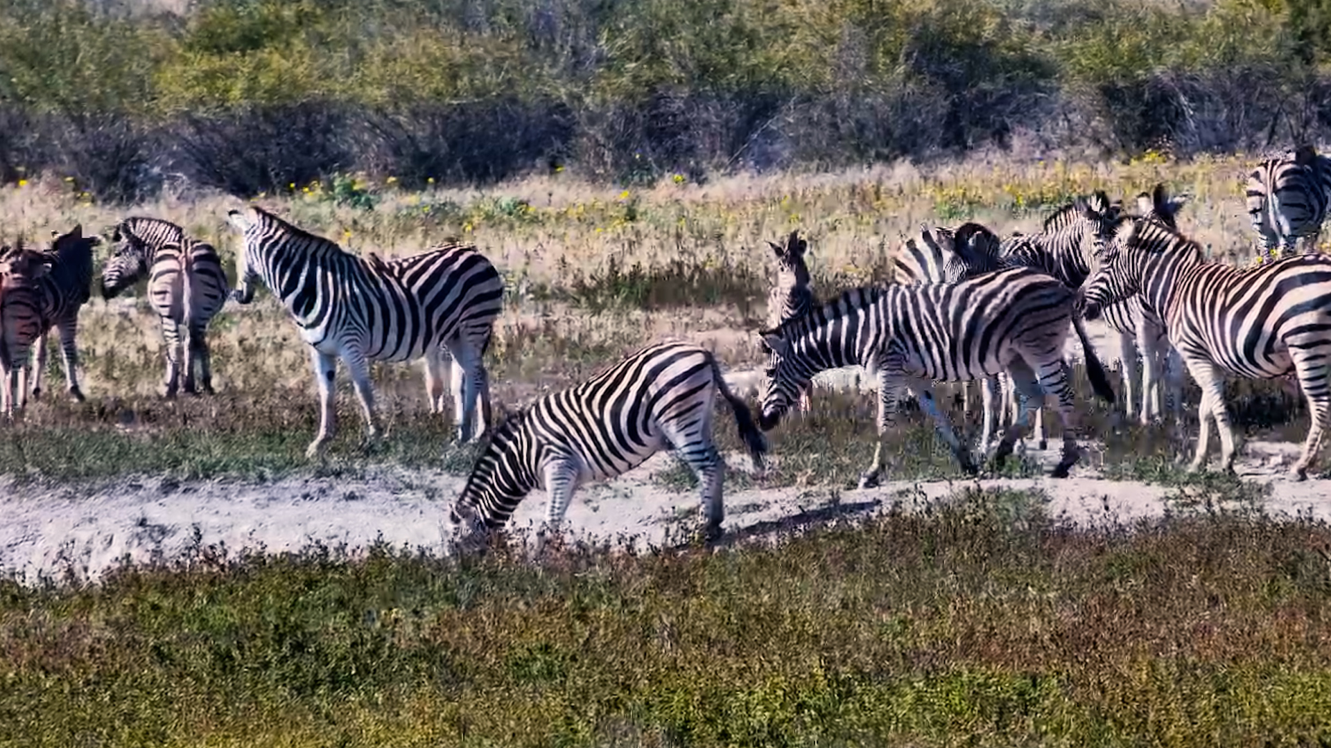Zebras Take Over the Waterhole in Numbers