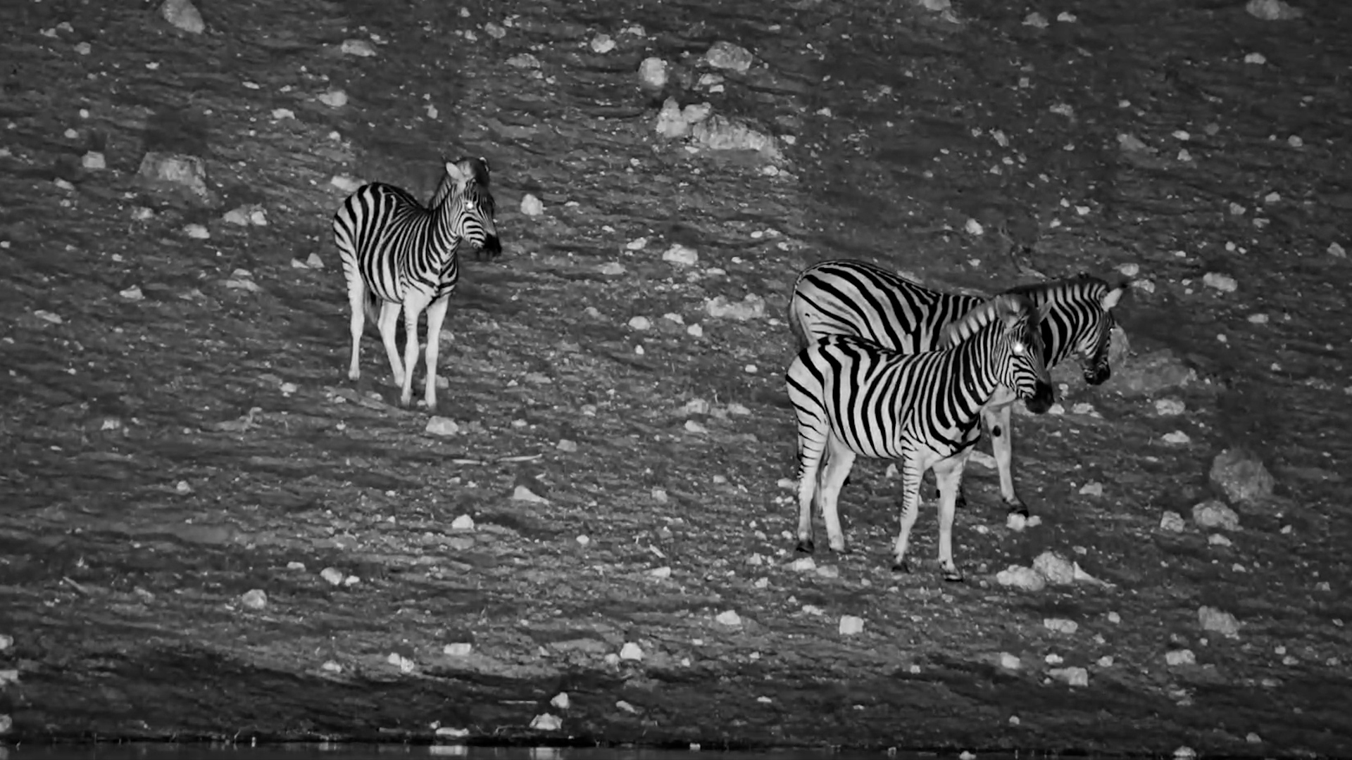 Zebras Take Their Time at the Water’s Edge
