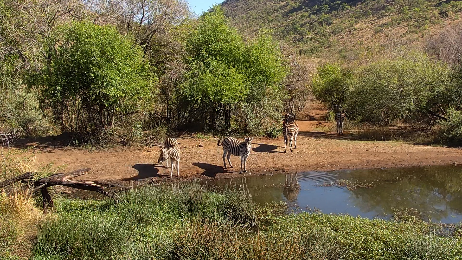 Zebras Visit Kwa Maritane Waterhole