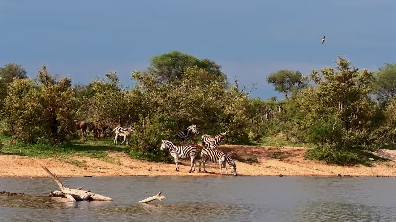 Nervous Zebras Grab a Quick Drink at Waterside