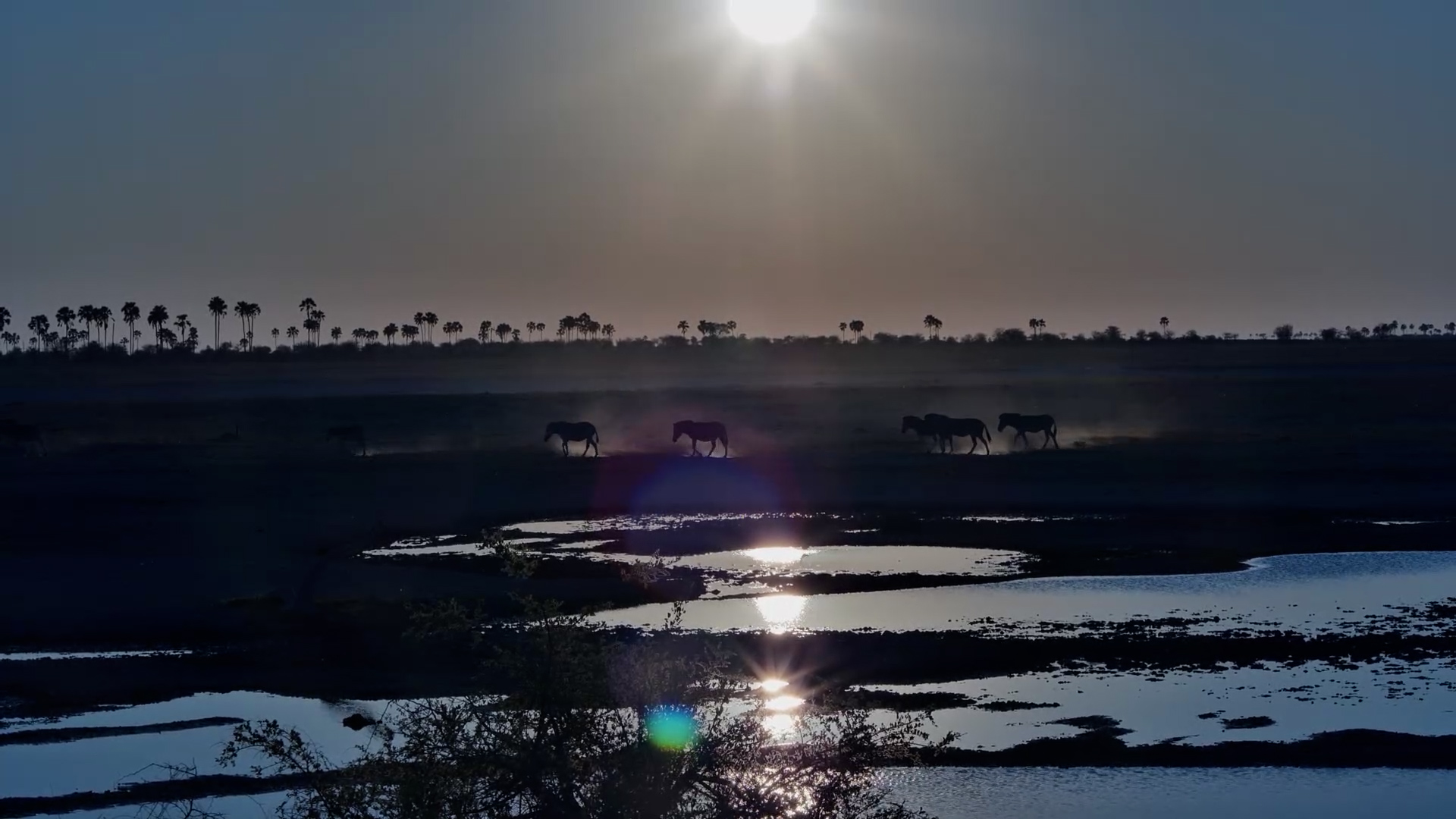 Zebras Walk in a Line at Sunset