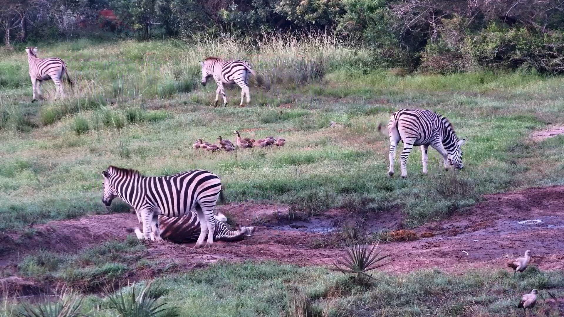 When Zebras Discover Mud Puddles
