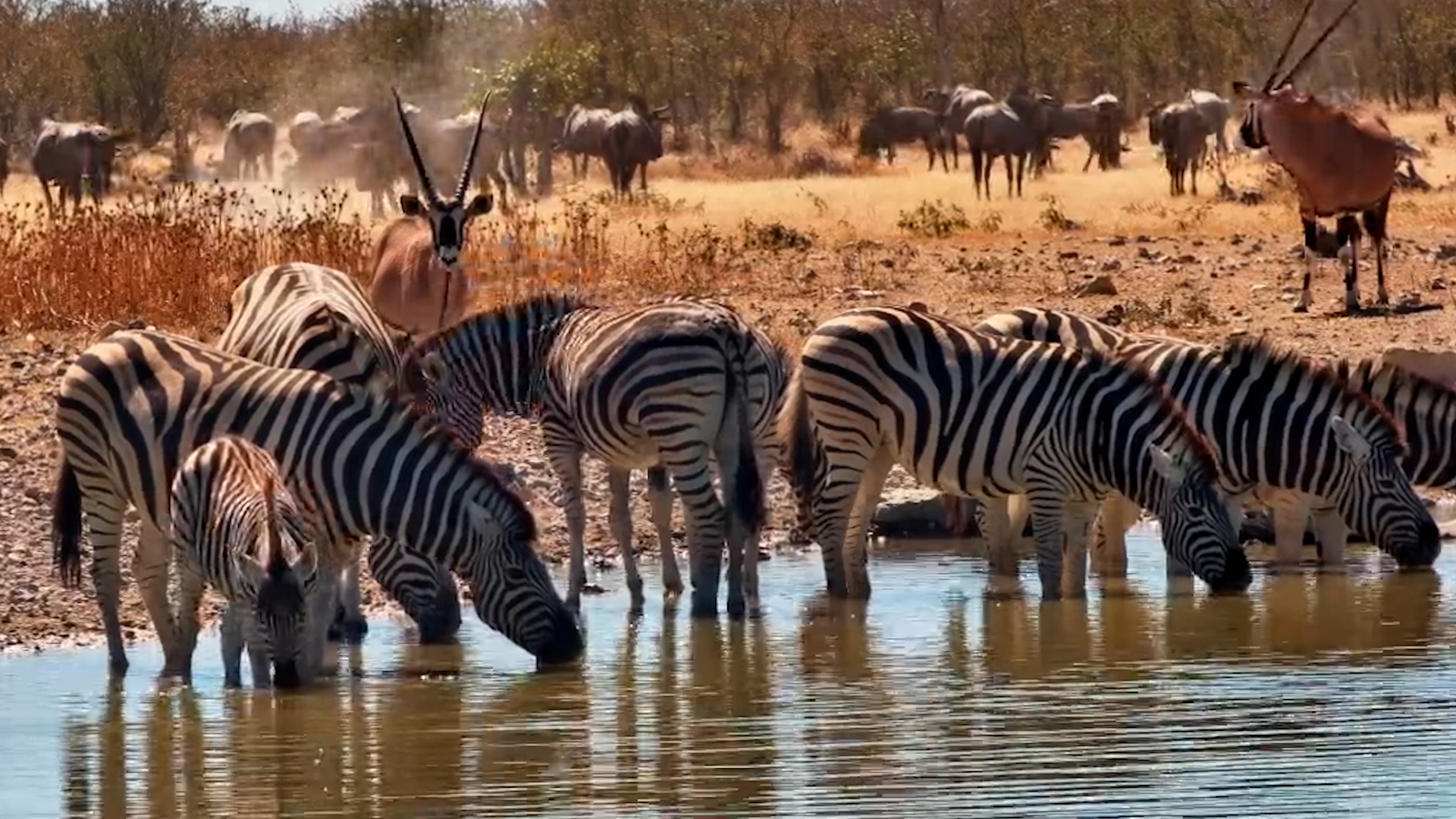 Mixed Herds at Safarihoek Waterhole