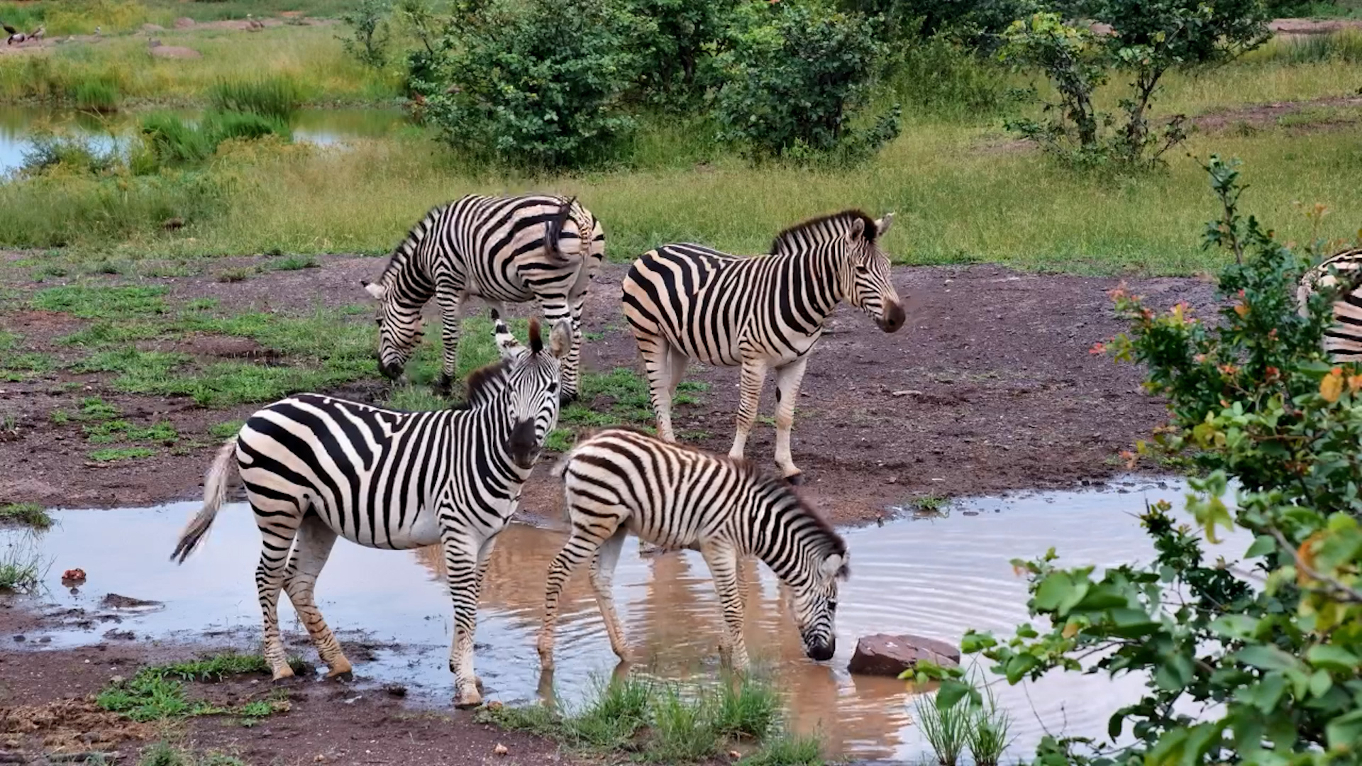Zebras Unwind at the Waterhole